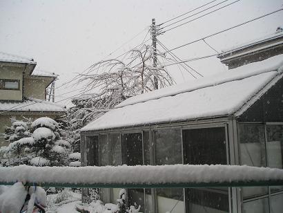 ���ƒ�̉ԂƎČ��E��