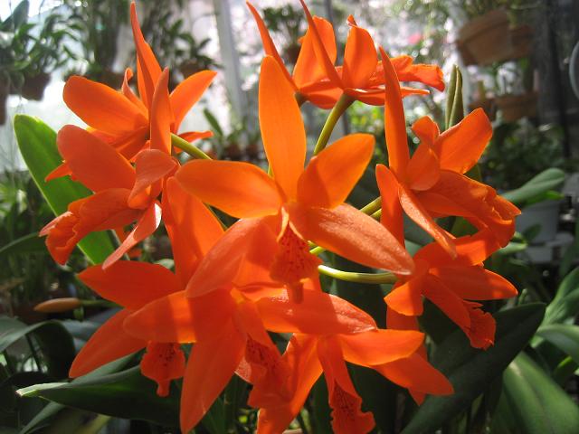 ���ƒ�̉ԂƎČ��E��