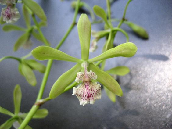 ���ƒ�̉ԂƎČ��E��