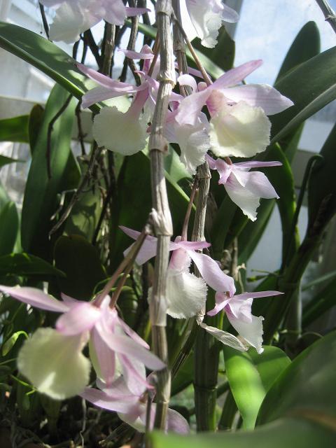 ���ƒ�̉ԂƎČ��E��