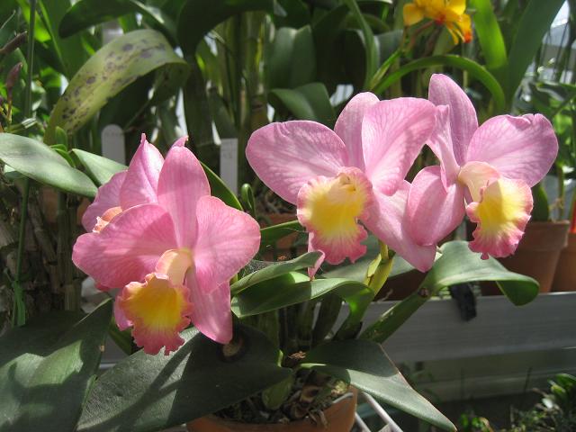 ���ƒ�̉ԂƎČ��E��