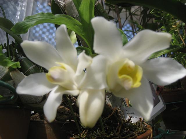 ���ƒ�̉ԂƎČ��E��