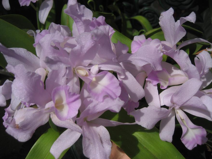 ���ƒ�̉ԂƎČ��E��