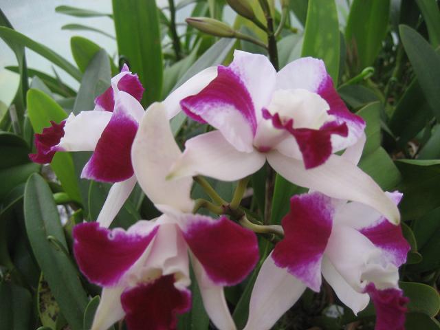 ���ƒ�̉ԂƎČ��E��