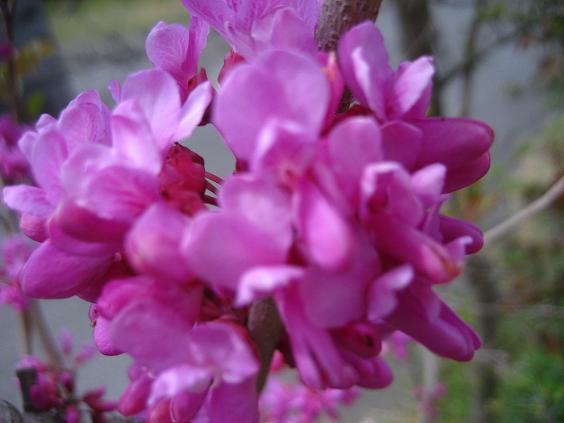 ���ƒ�̉ԂƎČ��E��