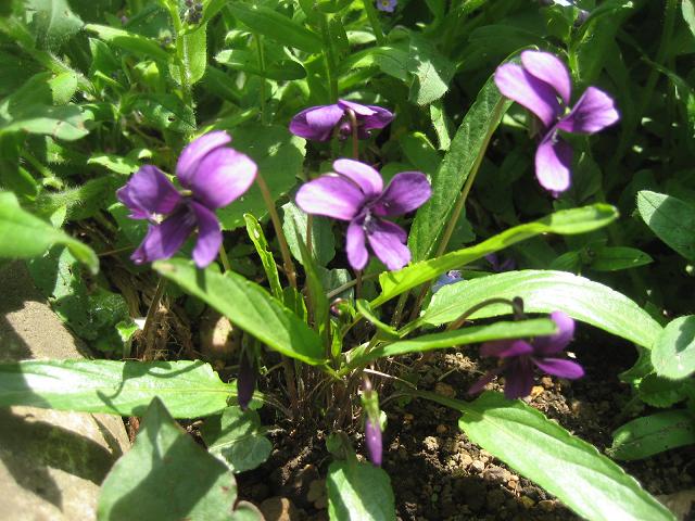 ���ƒ�̉ԂƎČ��E��