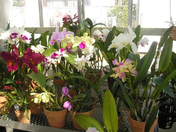 ���ƒ�̉ԂƎČ��E��