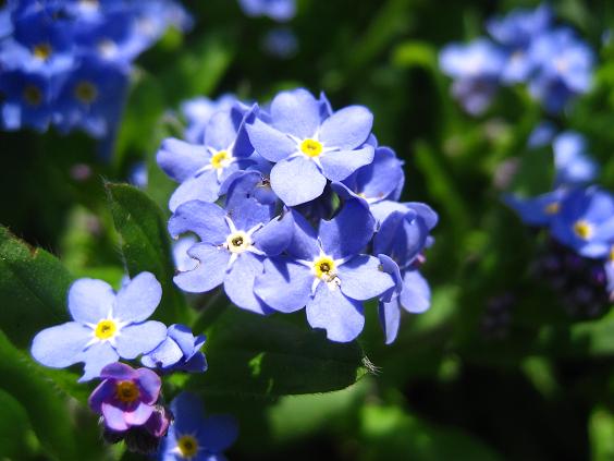 ���ƒ�̉ԂƎČ��E��