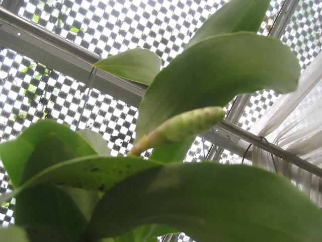 ���ƒ�̉ԂƎČ��E��