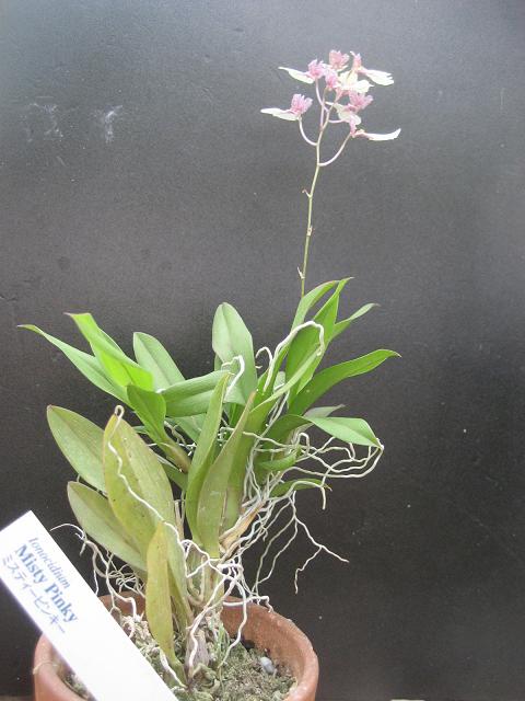 ���ƒ�̉ԂƎČ��E��