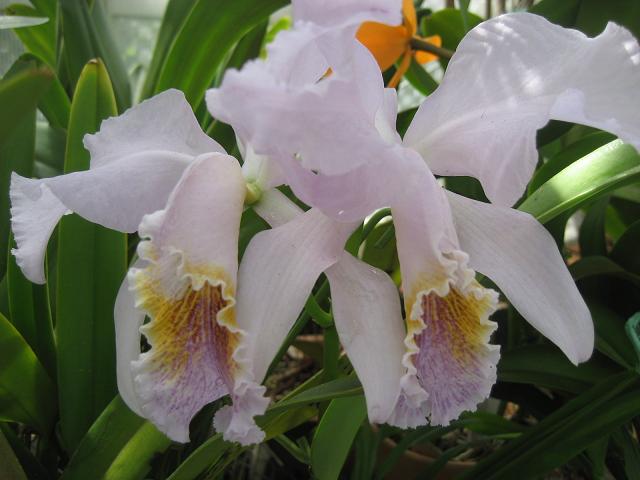 ���ƒ�̉ԂƎČ��E��