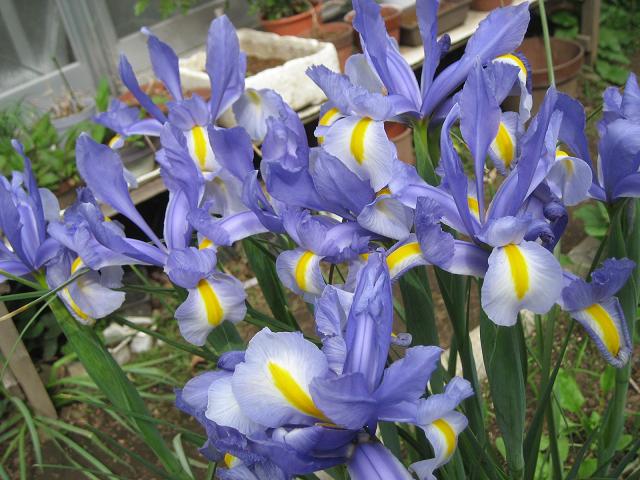 ���ƒ�̉ԂƎČ��E��