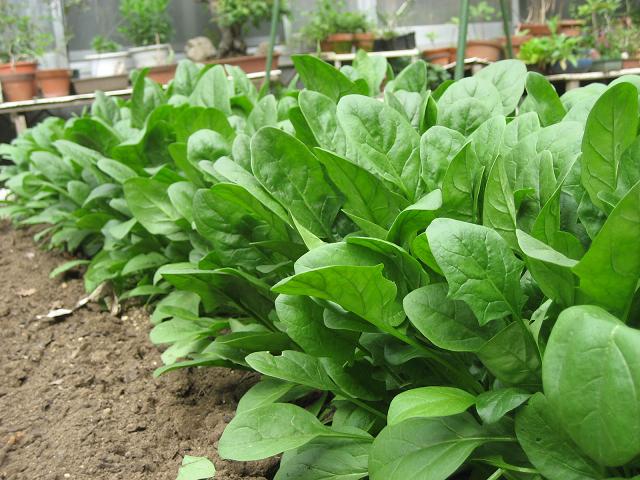 ���ƒ�̉ԂƎČ��E��