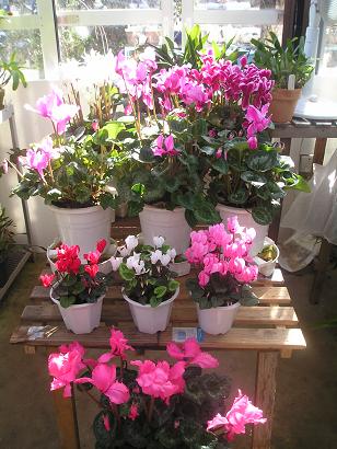 ���ƒ�̉ԂƎČ��E��