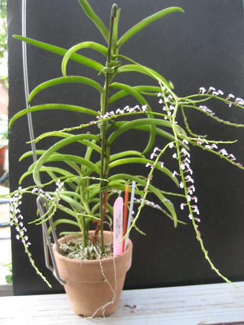 ���ƒ�̉ԂƎČ��E��