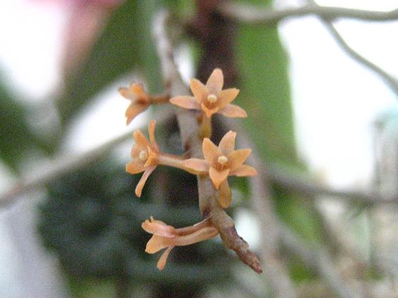 ���ƒ�̉ԂƎČ��E��