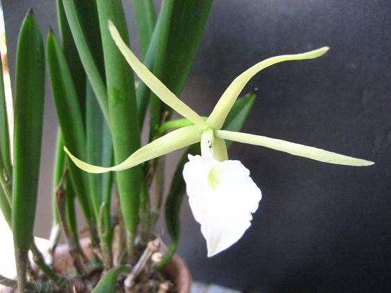 ���ƒ�̉ԂƎČ��E��