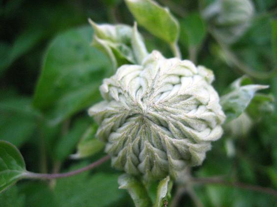 ���ƒ�̉ԂƎČ��E��