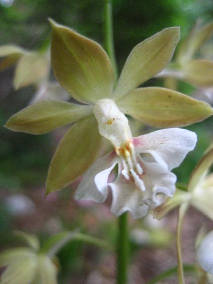 ���ƒ�̉ԂƎČ��E��