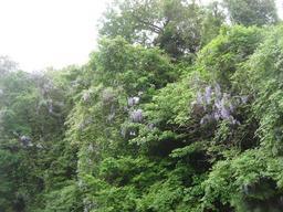 ���ƒ�̉ԂƎČ��E��