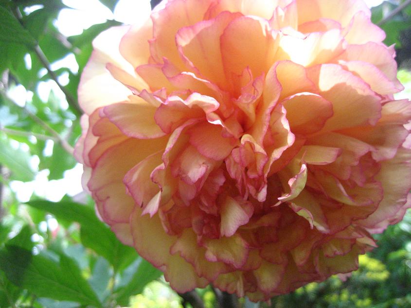 ���ƒ�̉ԂƎČ��E��