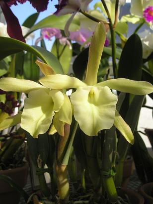 ���ƒ�̉ԂƎČ��E��