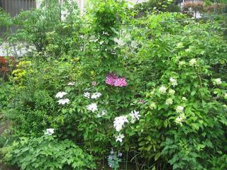 ���ƒ�̉ԂƎČ��E��