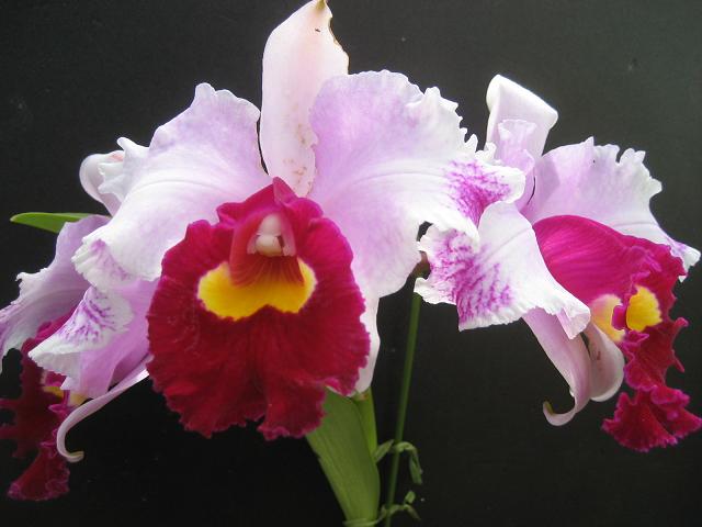 ���ƒ�̉ԂƎČ��E��