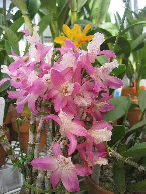 ���ƒ�̉ԂƎČ��E��