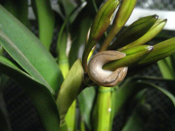 ���ƒ�̉ԂƎČ��E��