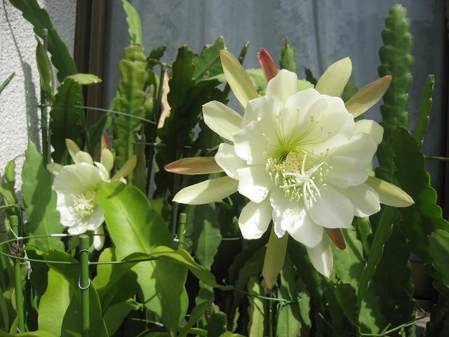 ���ƒ�̉ԂƎČ��E��