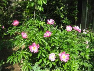 ���ƒ�̉ԂƎČ��E��