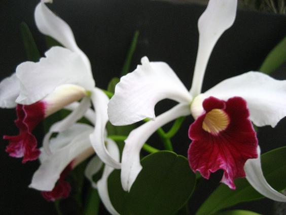 ���ƒ�̉ԂƎČ��E��