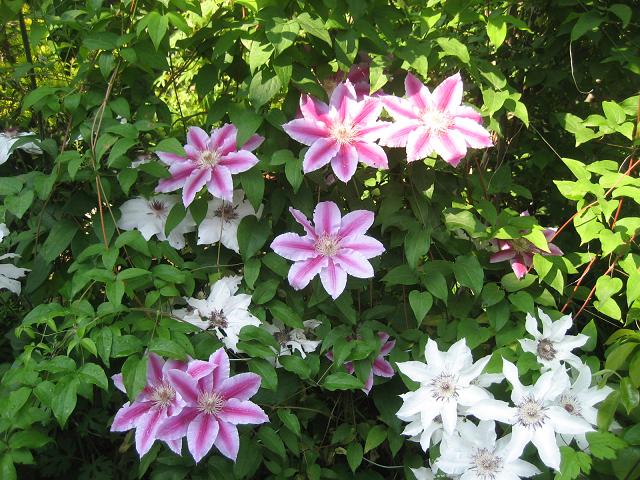 ���ƒ�̉ԂƎČ��E��