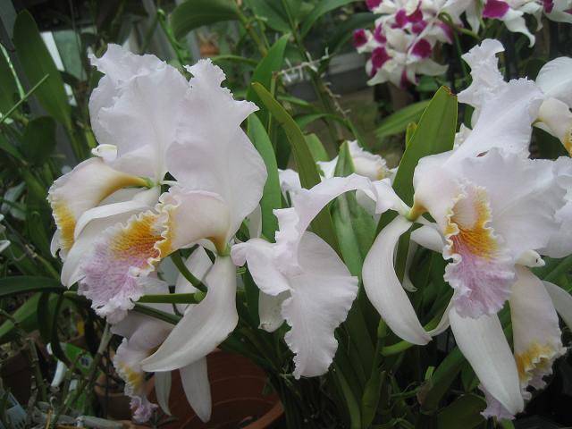 ���ƒ�̉ԂƎČ��E��