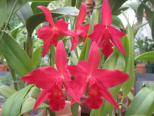 ���ƒ�̉ԂƎČ��E��