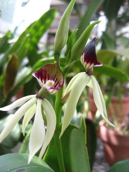 ���ƒ�̉ԂƎČ��E��