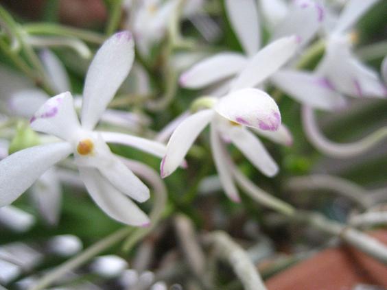 ���ƒ�̉ԂƎČ��E��