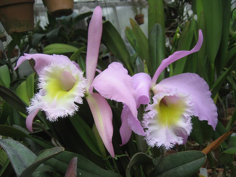 ���ƒ�̉ԂƎČ��E��