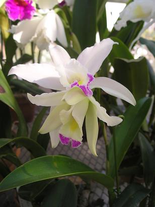 ���ƒ�̉ԂƎČ��E��