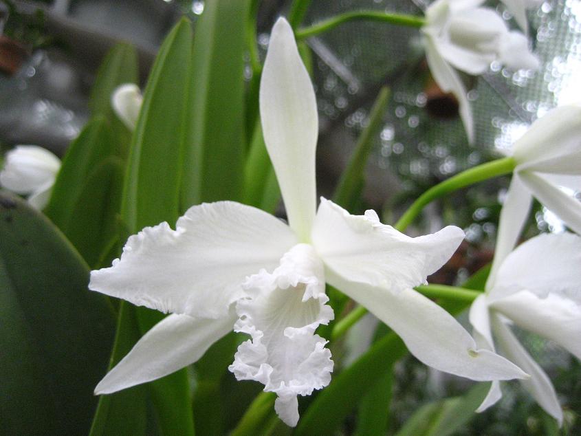 ���ƒ�̉ԂƎČ��E��