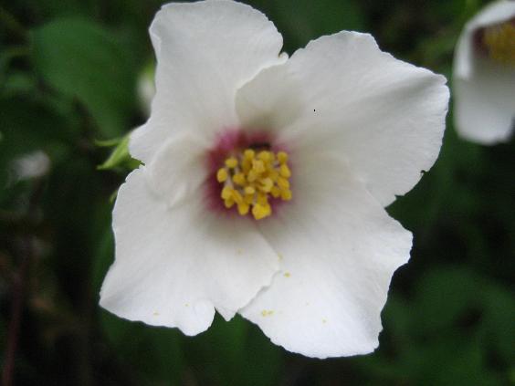 ���ƒ�̉ԂƎČ��E��