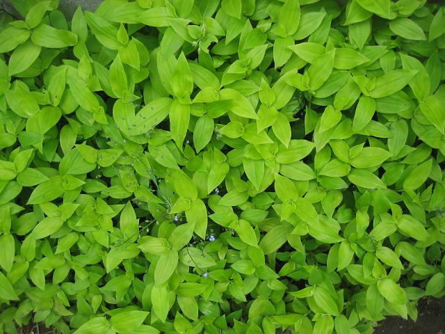 ���ƒ�̉ԂƎČ��E��