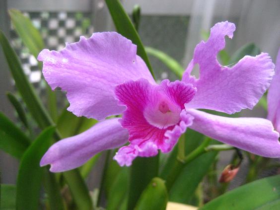 ���ƒ�̉ԂƎČ��E��