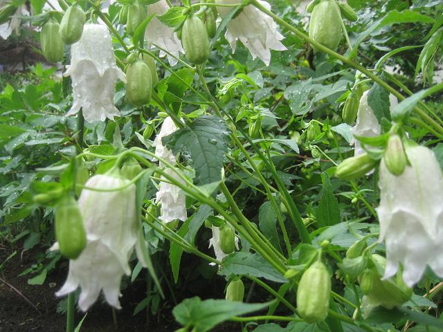 ���ƒ�̉ԂƎČ��E��