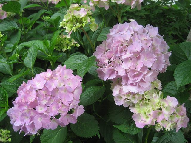 ���ƒ�̉ԂƎČ��E��