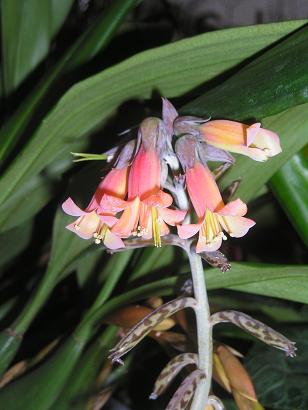 ���ƒ�̉ԂƎČ��E��