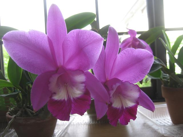 ���ƒ�̉ԂƎČ��E��