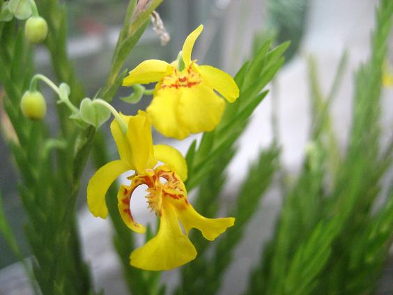 ���ƒ�̉ԂƎČ��E��