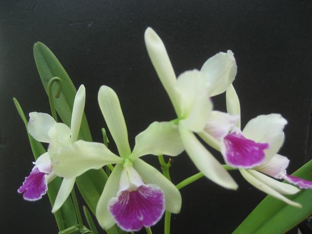 ���ƒ�̉ԂƎČ��E��